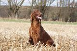 SETTER IRLANDAIS 325